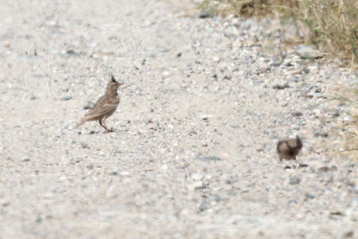 Crested Lark - ML620439129