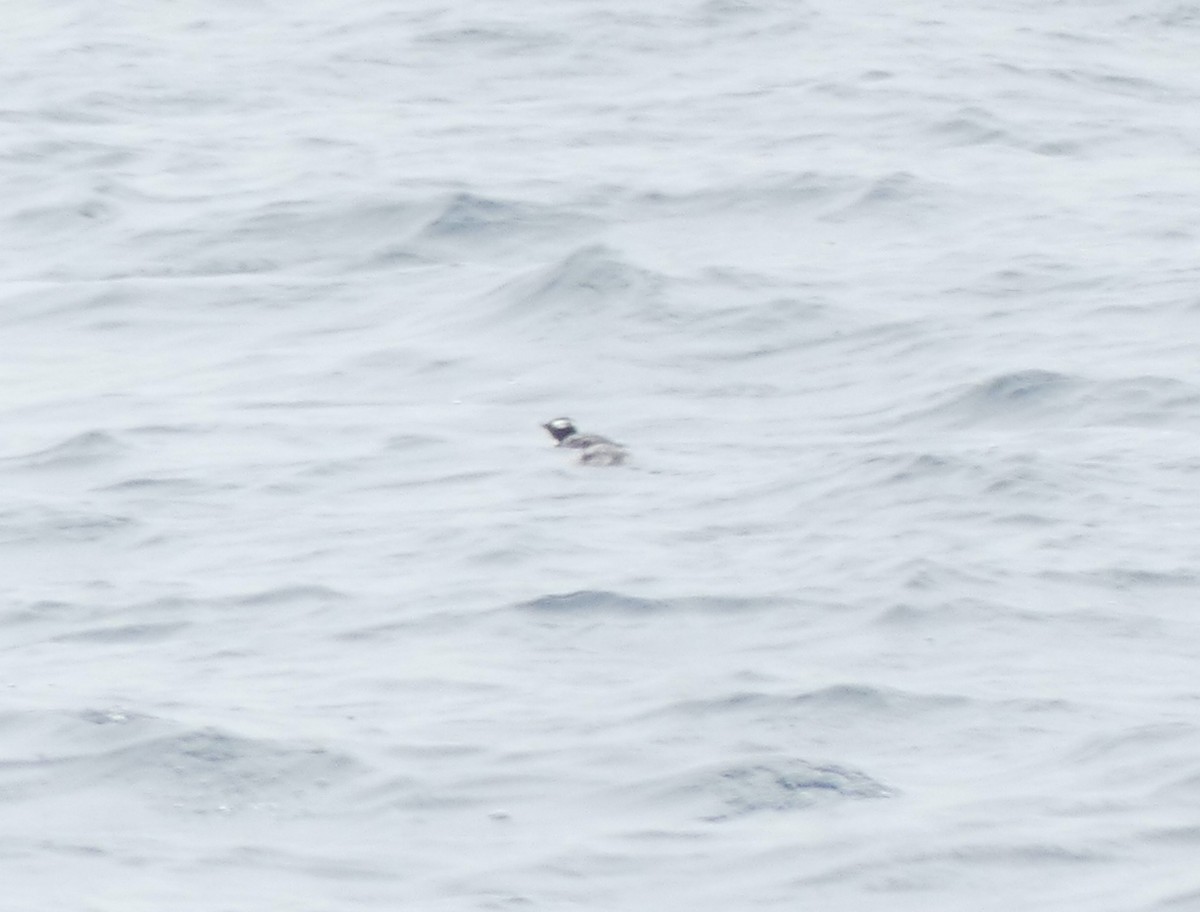 Japanese Murrelet - ML620439132