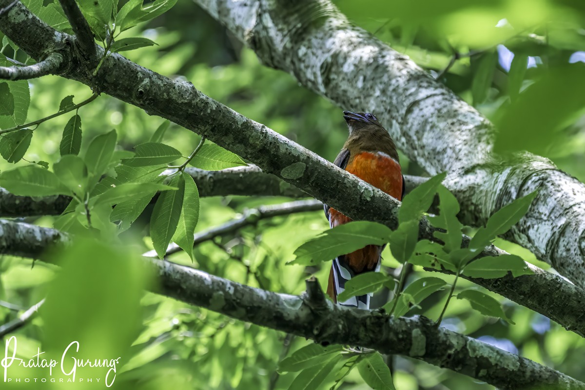 Trogon à tête rouge - ML620439143