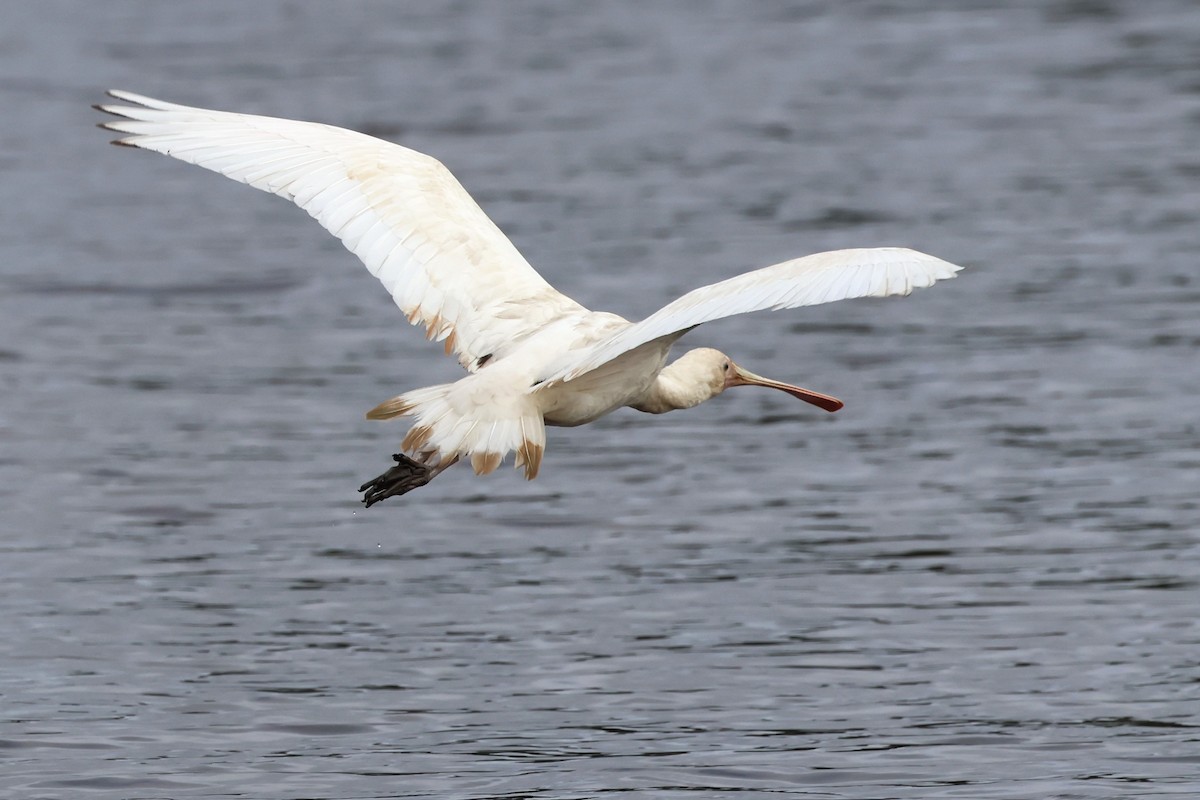 Yellow-billed Spoonbill - ML620439146