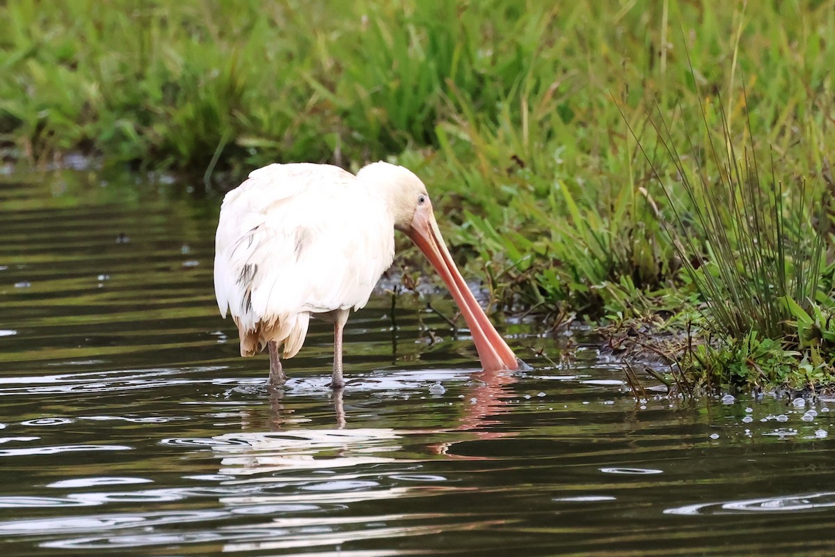 Yellow-billed Spoonbill - ML620439148