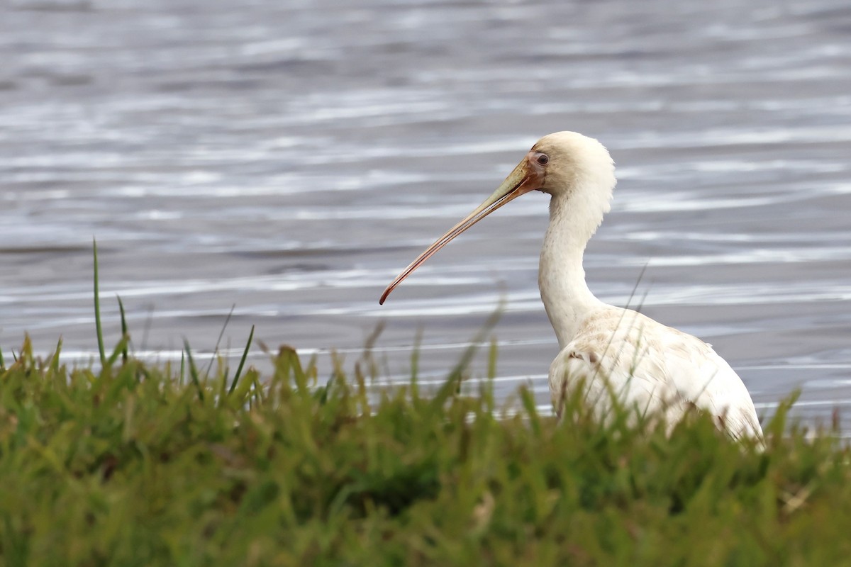 Yellow-billed Spoonbill - ML620439149