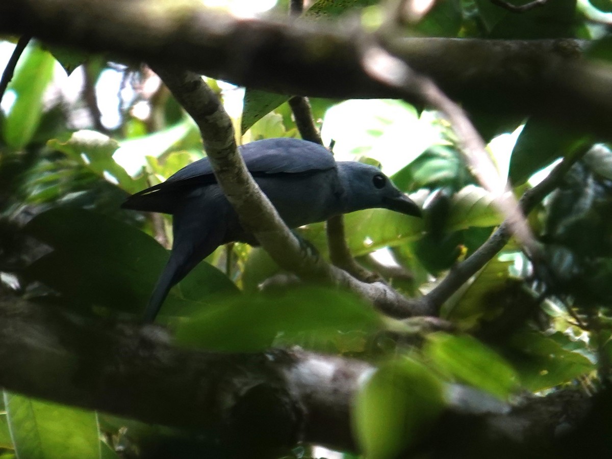 Stout-billed Cuckooshrike - ML620439151