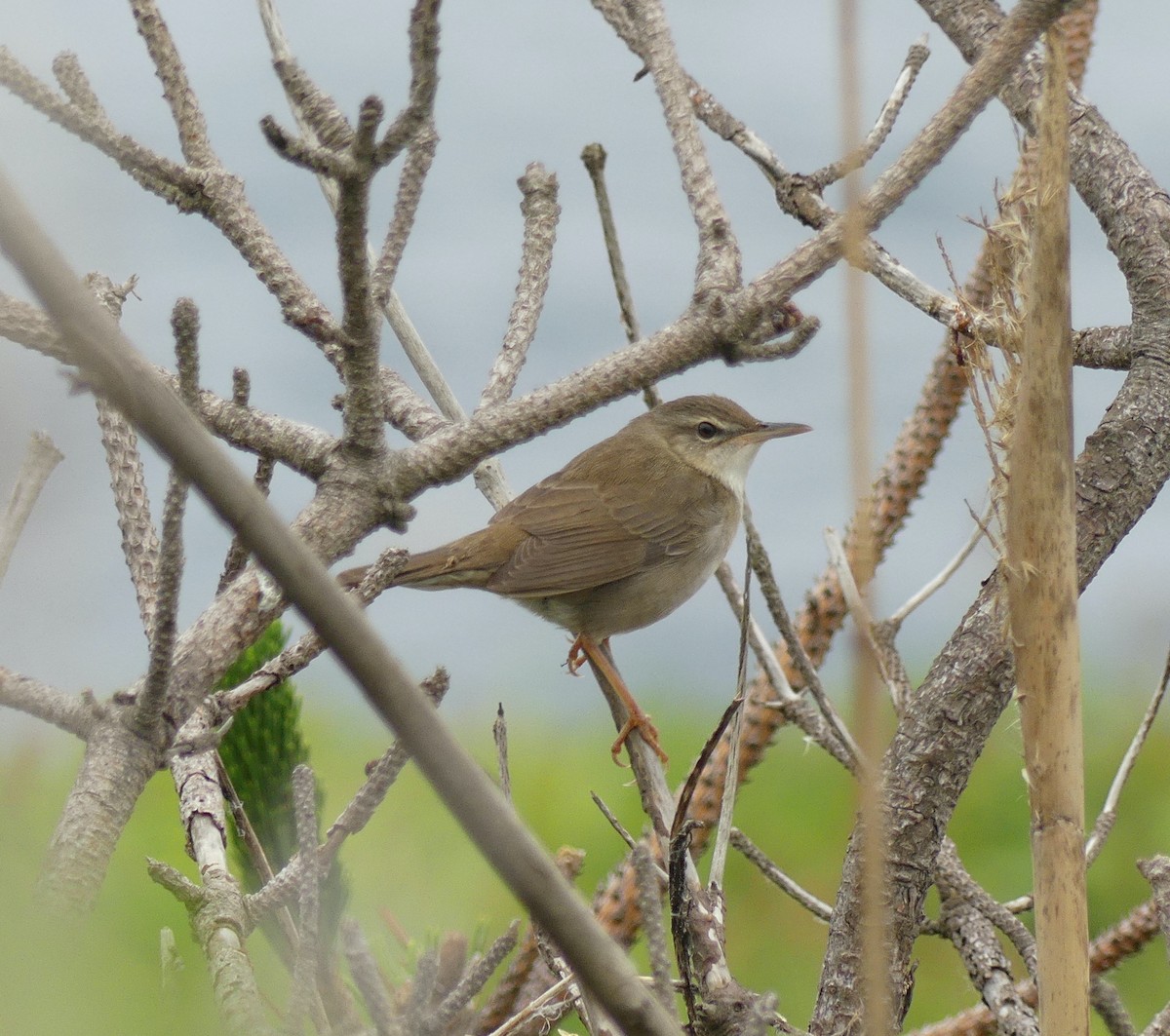 Pleske's Grasshopper Warbler - ML620439168