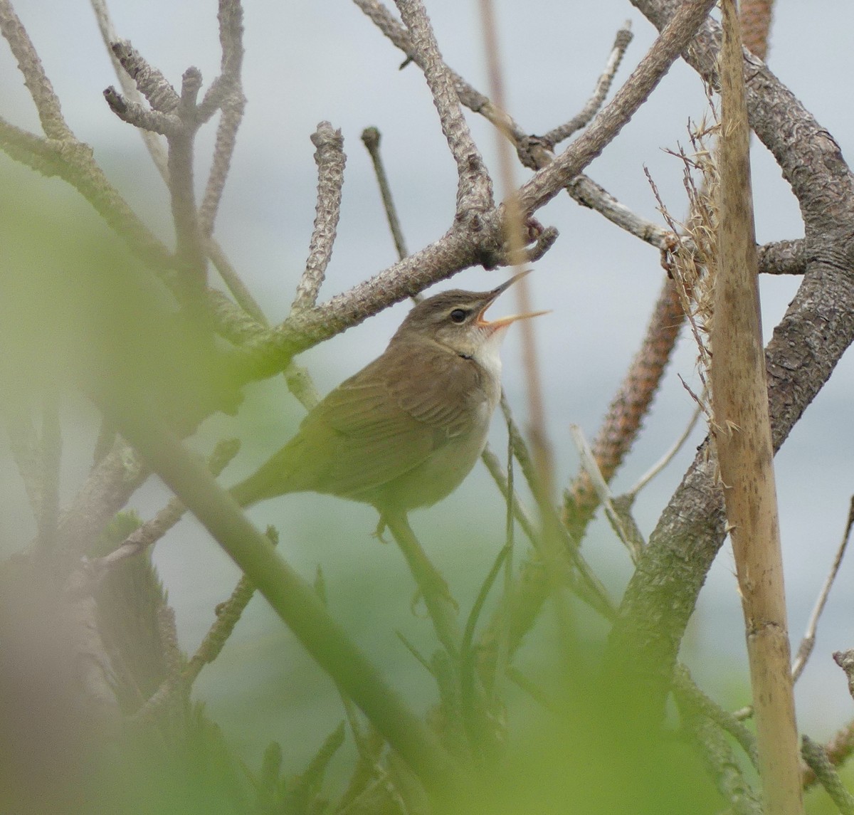 Pleske's Grasshopper Warbler - ML620439169