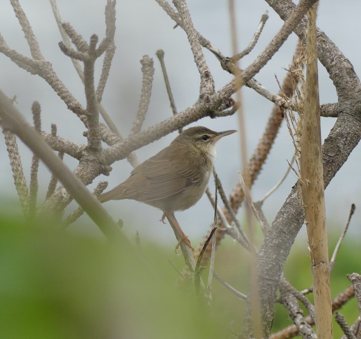 Pleske's Grasshopper Warbler - ML620439170