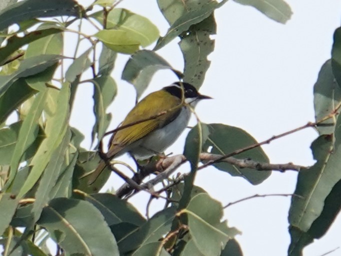 White-throated Honeyeater - ML620439176