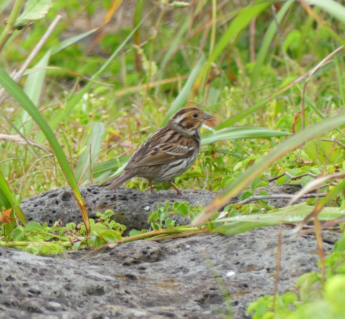 Little Bunting - ML620439177