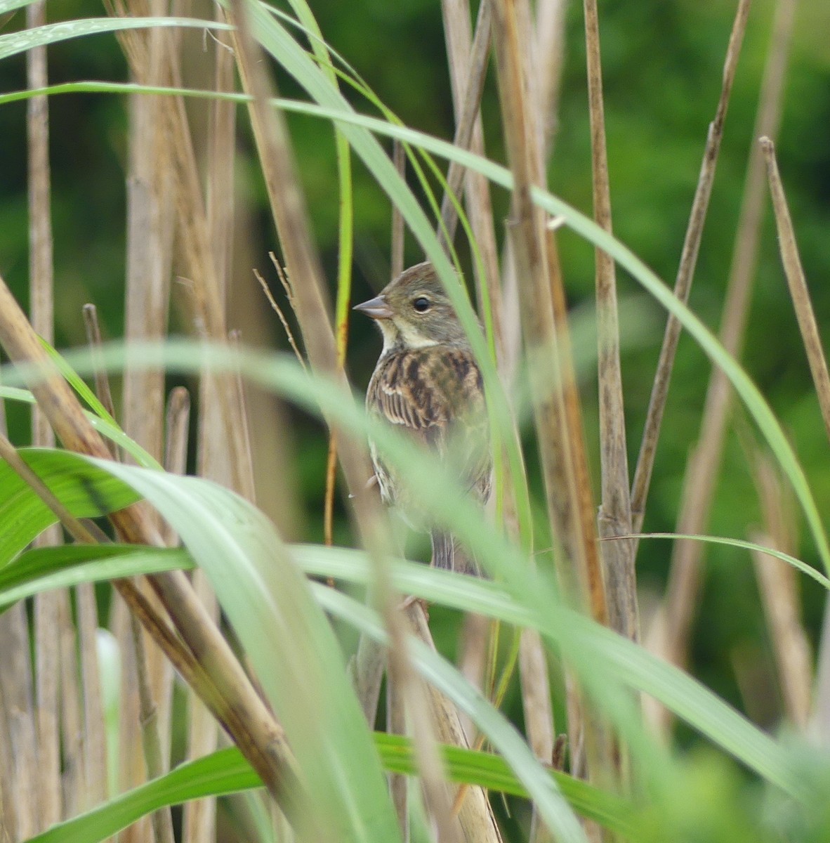 Black-faced Bunting - ML620439178