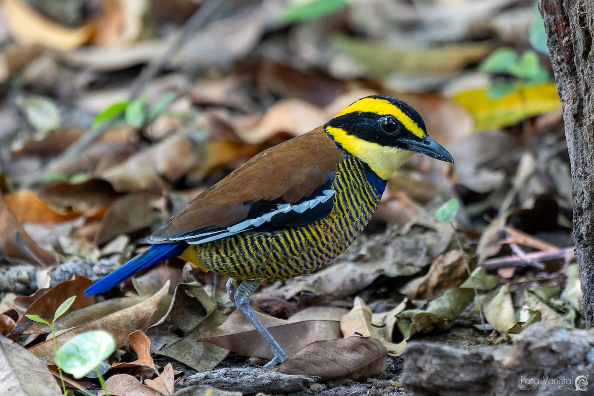 Javan Banded-Pitta - ML620439179