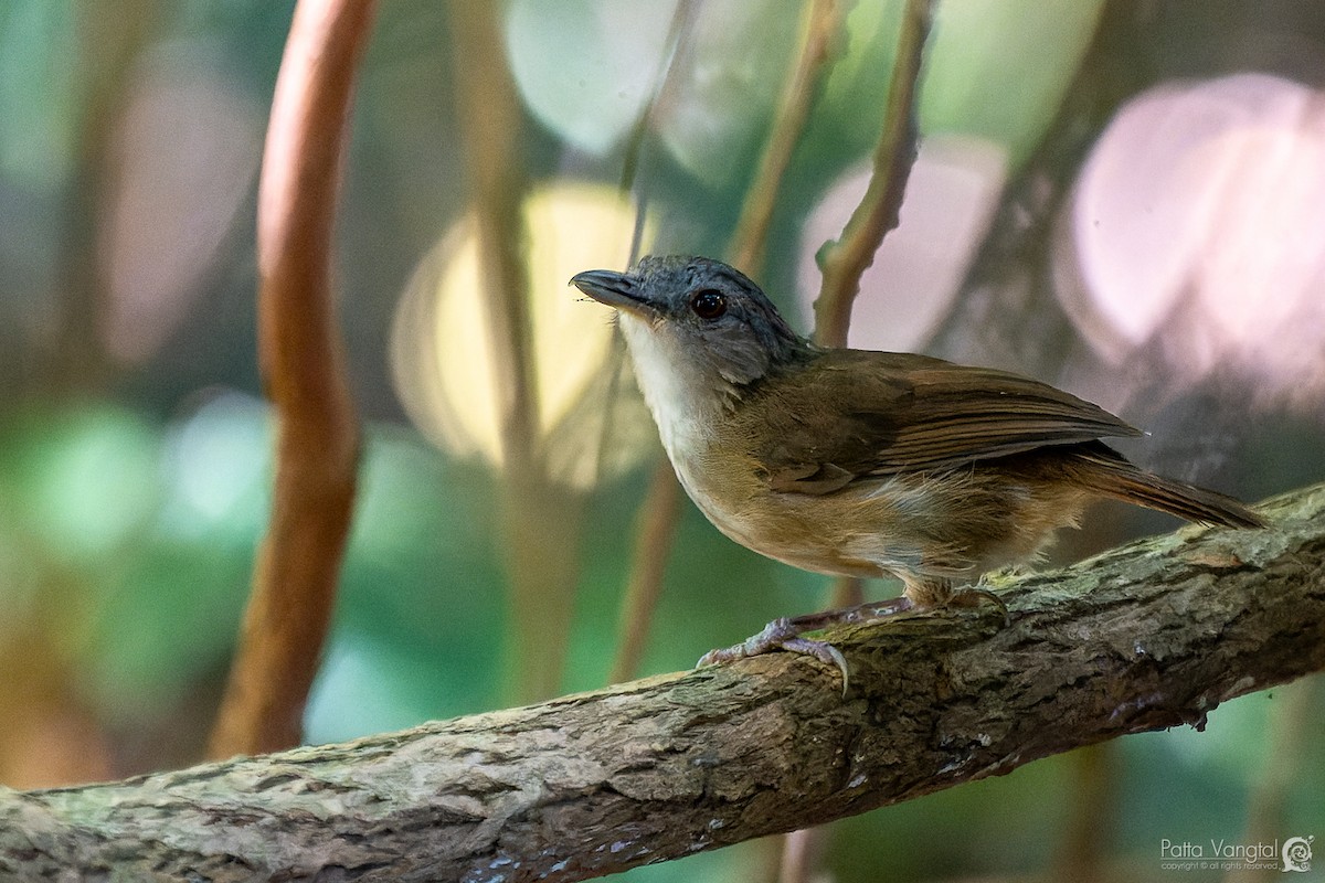 Horsfield's Babbler - ML620439183