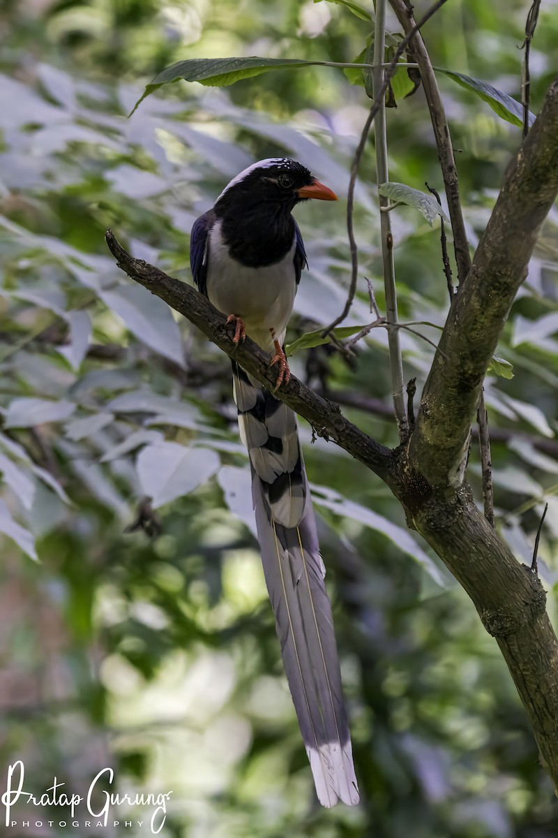 Red-billed Blue-Magpie - ML620439187