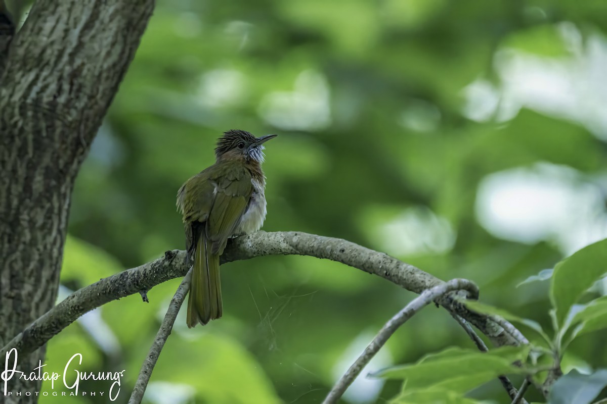 Bulbul de Mcclelland - ML620439198