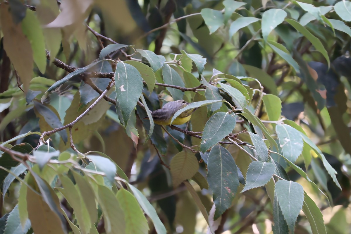 Gray-hooded Warbler - ML620439208