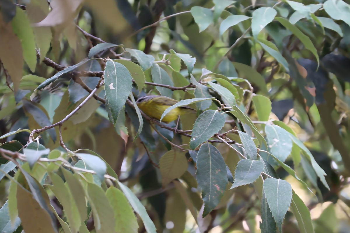 Gray-hooded Warbler - ML620439209