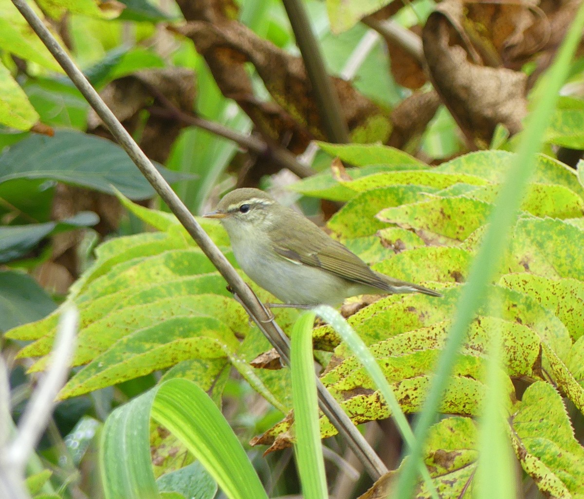 Kamchatka Leaf Warbler - ML620439211