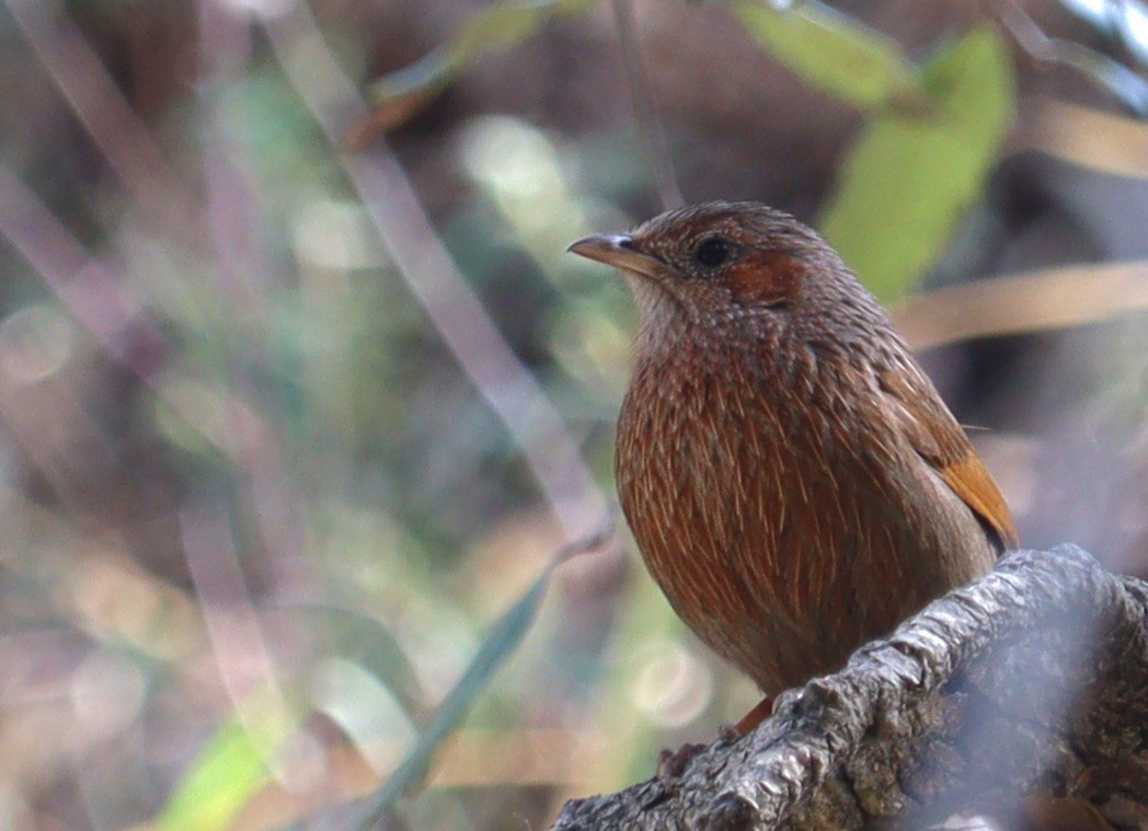 Streaked Laughingthrush - ML620439213