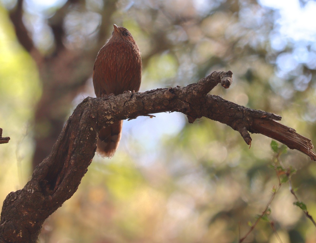 Streaked Laughingthrush - ML620439214