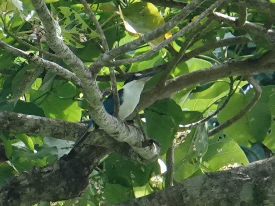 Melanesian Kingfisher (New Ireland) - ML620439226