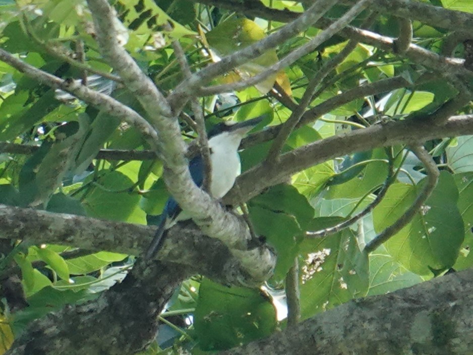Melanesian Kingfisher (New Ireland) - ML620439227