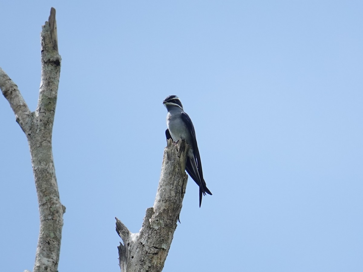 Moustached Treeswift - ML620439232