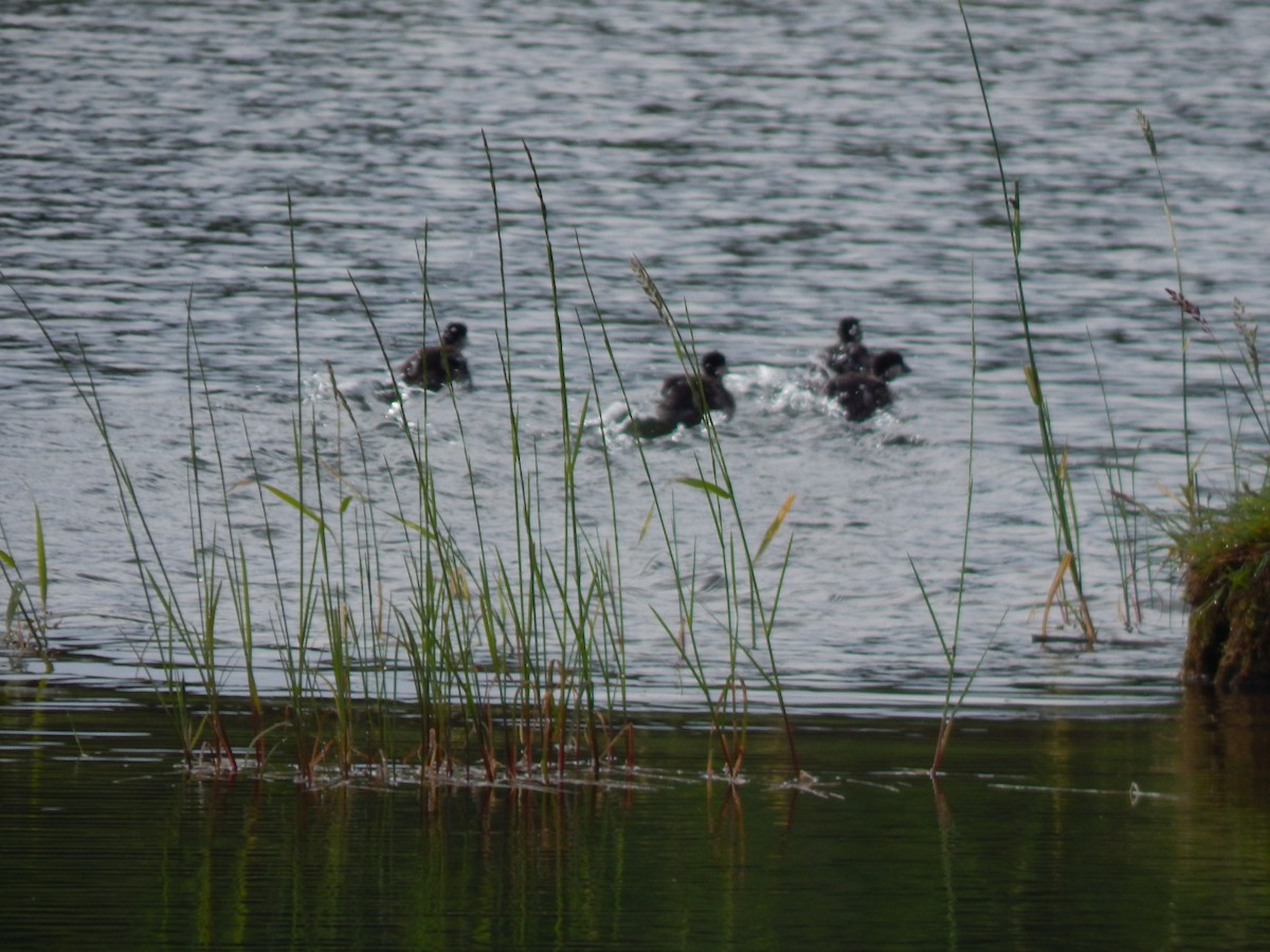 Common Goldeneye - ML620439233