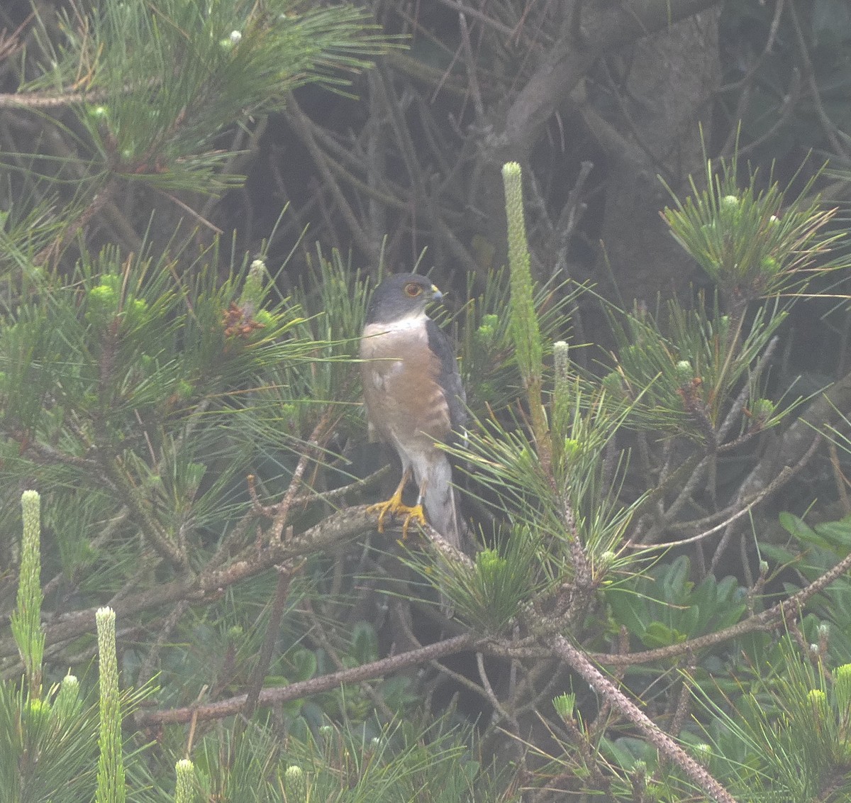 Japanese Sparrowhawk - ML620439242