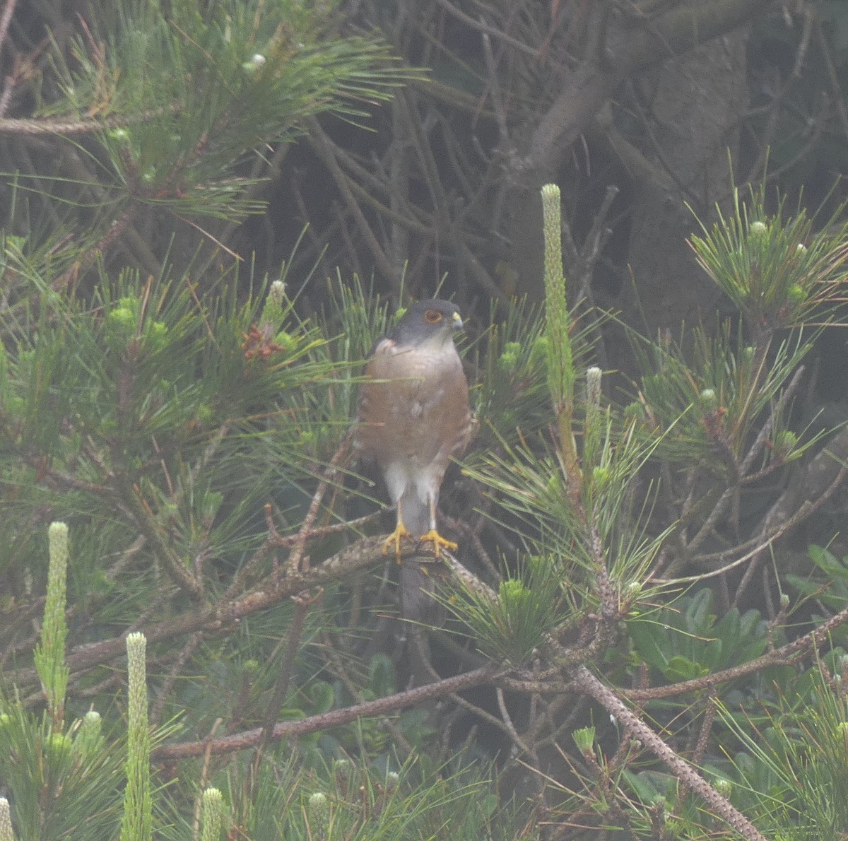 Japanese Sparrowhawk - ML620439243