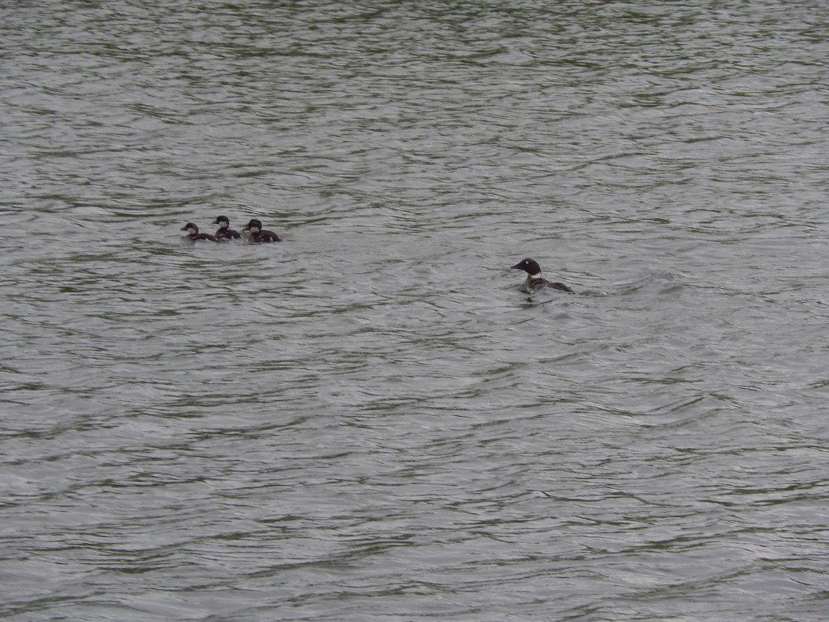 Common Goldeneye - ML620439245