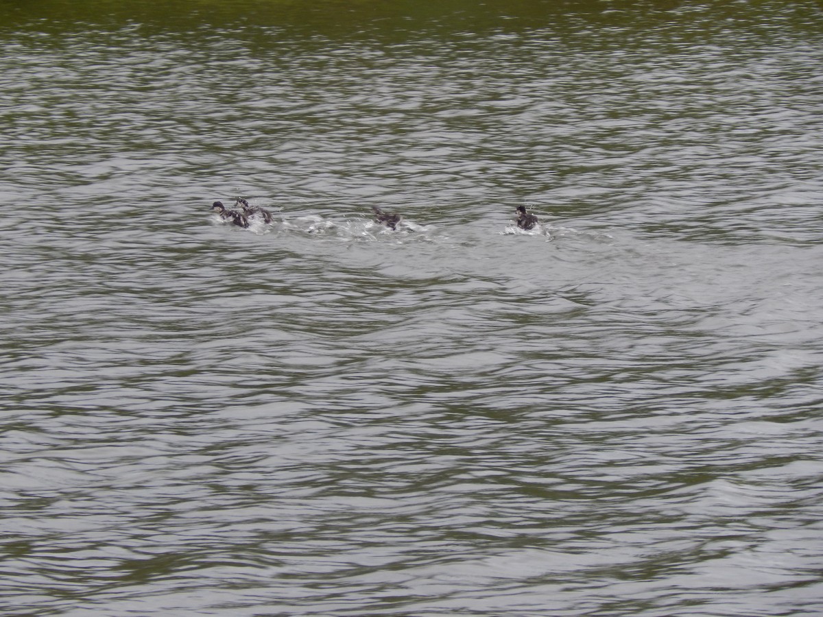 Common Goldeneye - ML620439247