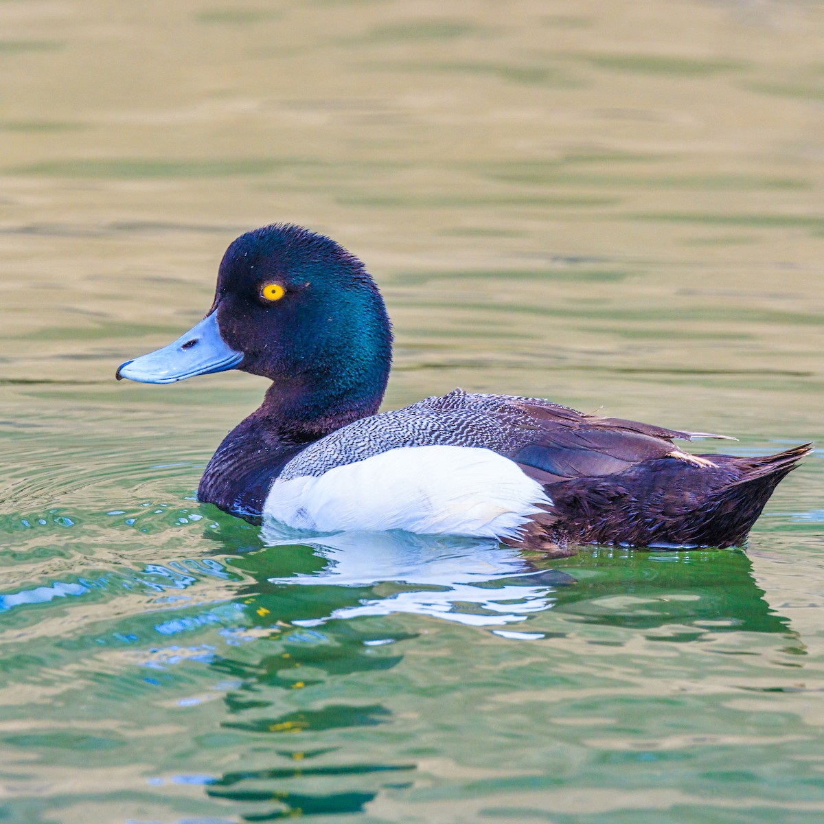 Greater Scaup - ML620439251