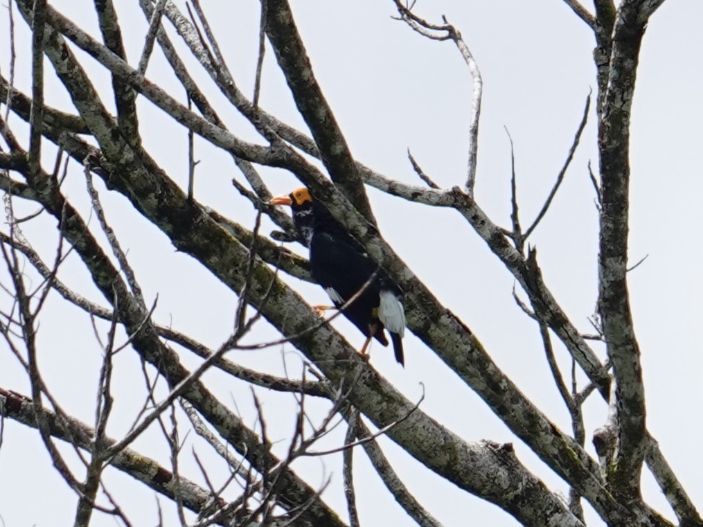 Long-tailed Myna - ML620439252