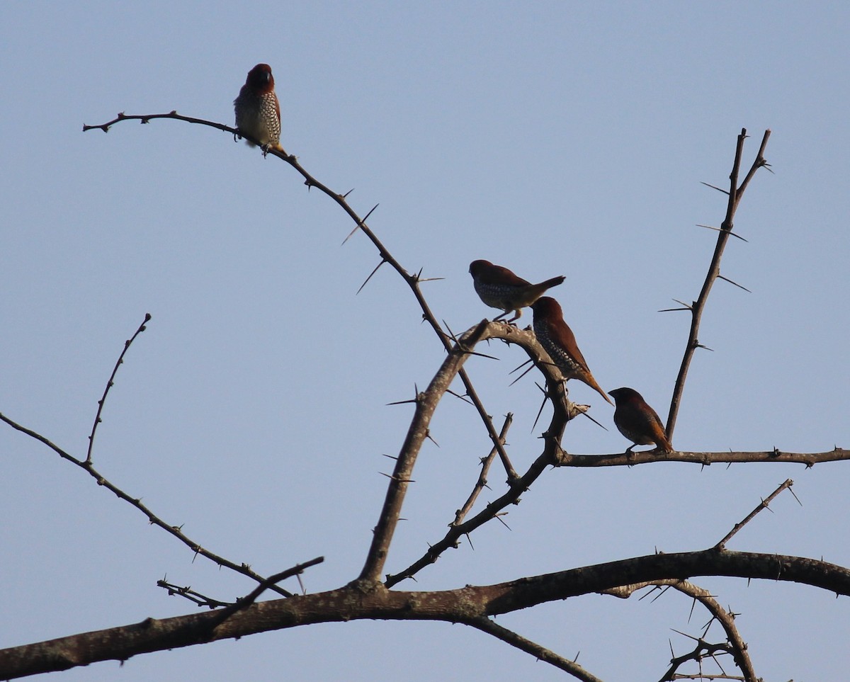 Scaly-breasted Munia - ML620439256