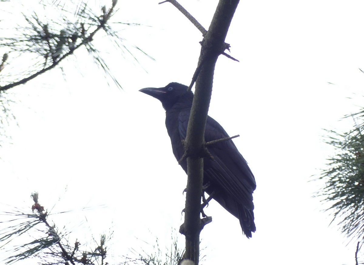 Large-billed Crow - ML620439257