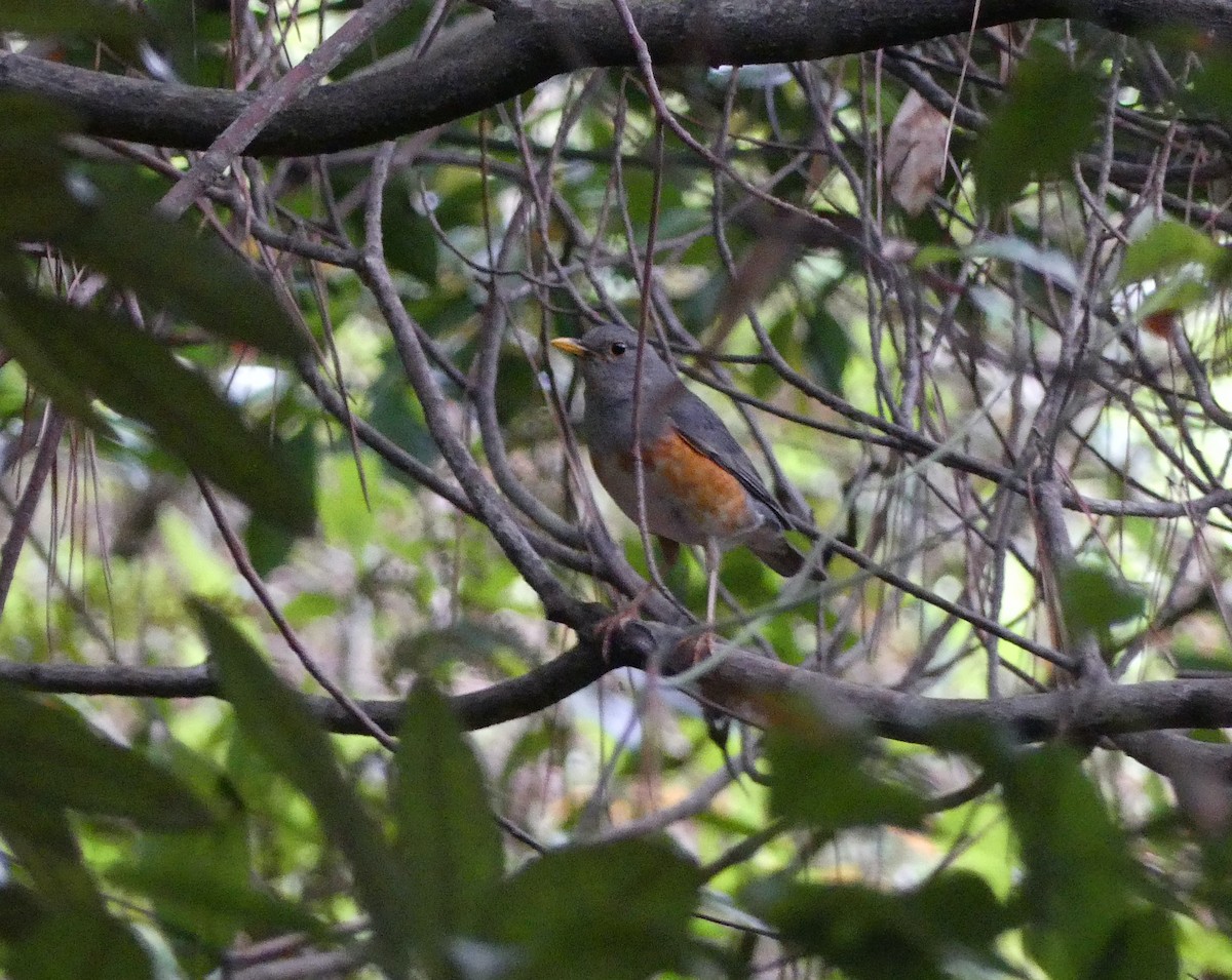 Gray-backed Thrush - Leslie Hurteau