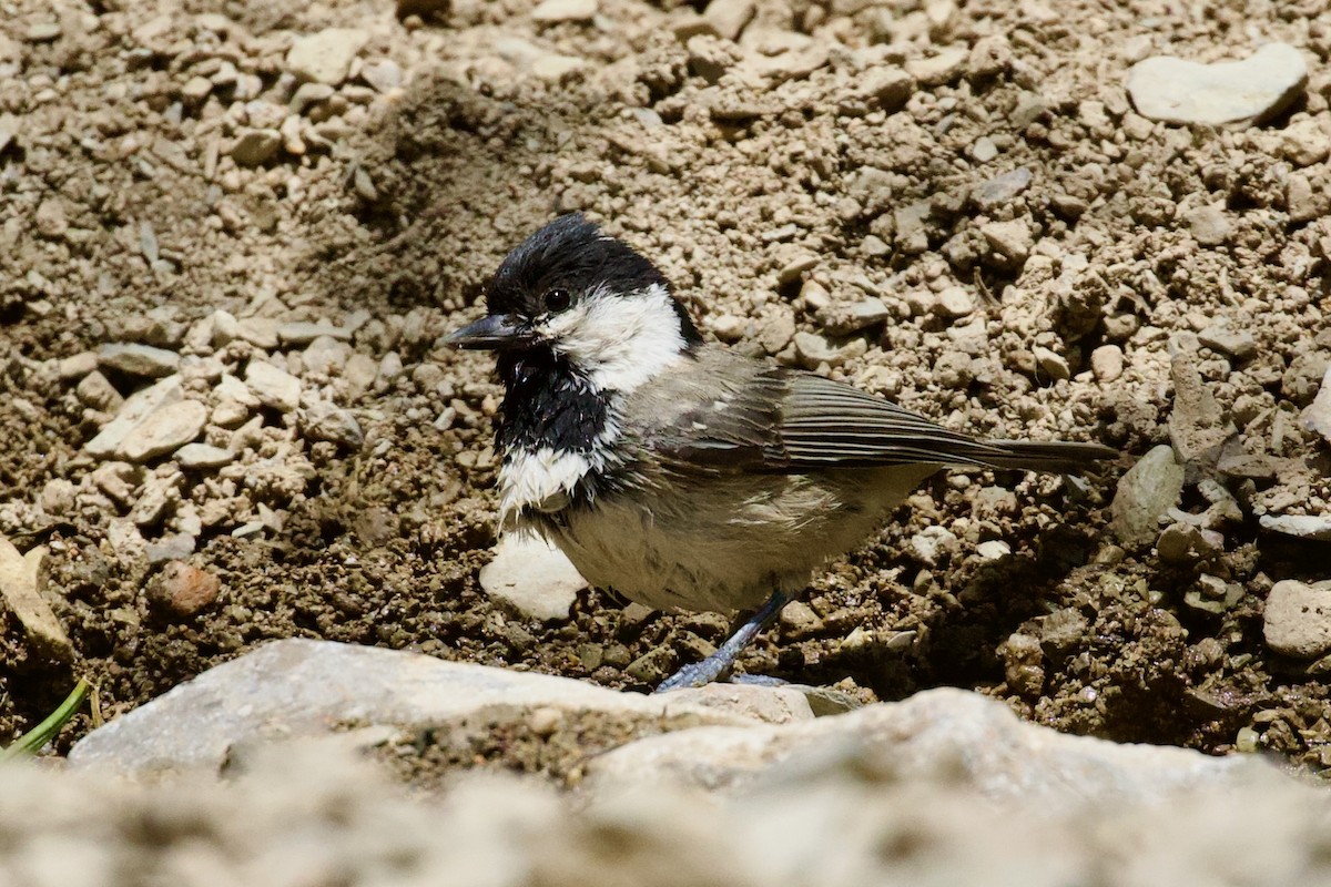 Coal Tit - ML620439268