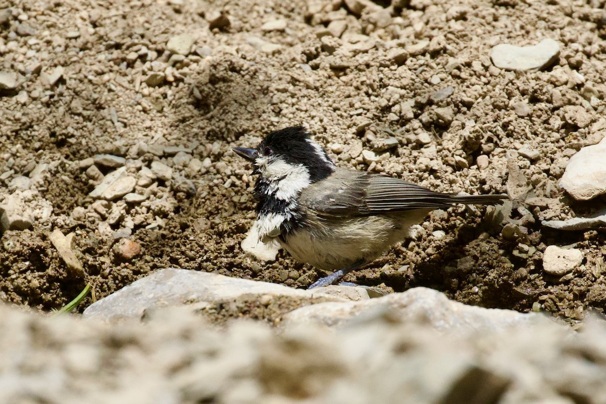 Coal Tit - ML620439269