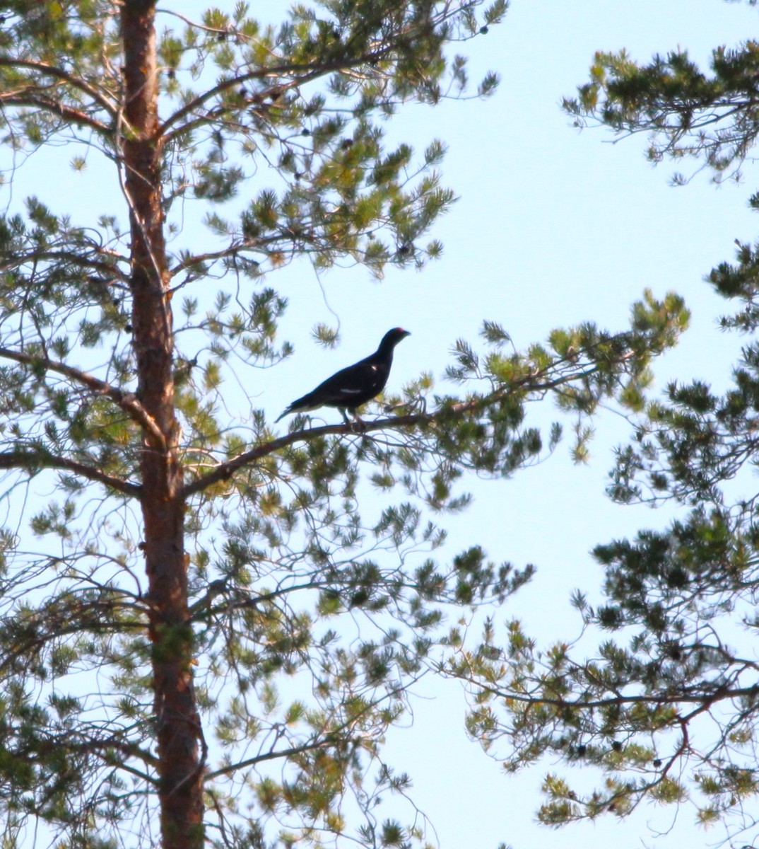 Black Grouse - ML620439278