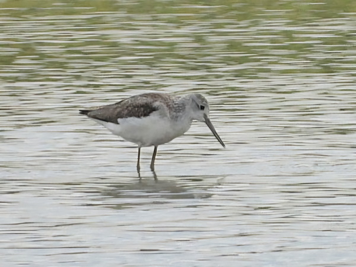 Common Greenshank - ML620439279