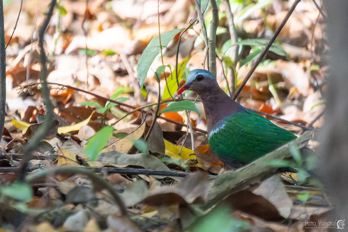 翠翼鳩 - ML620439280