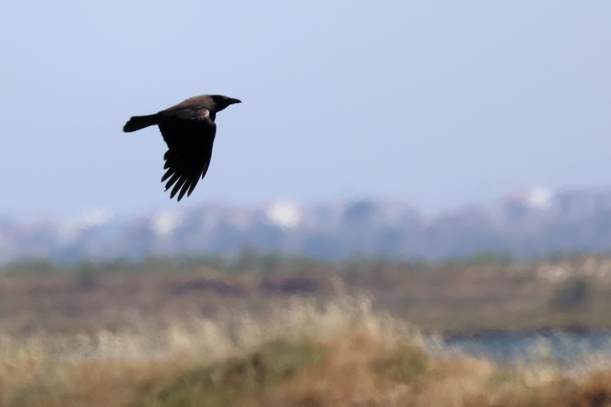 Hooded Crow - ML620439281