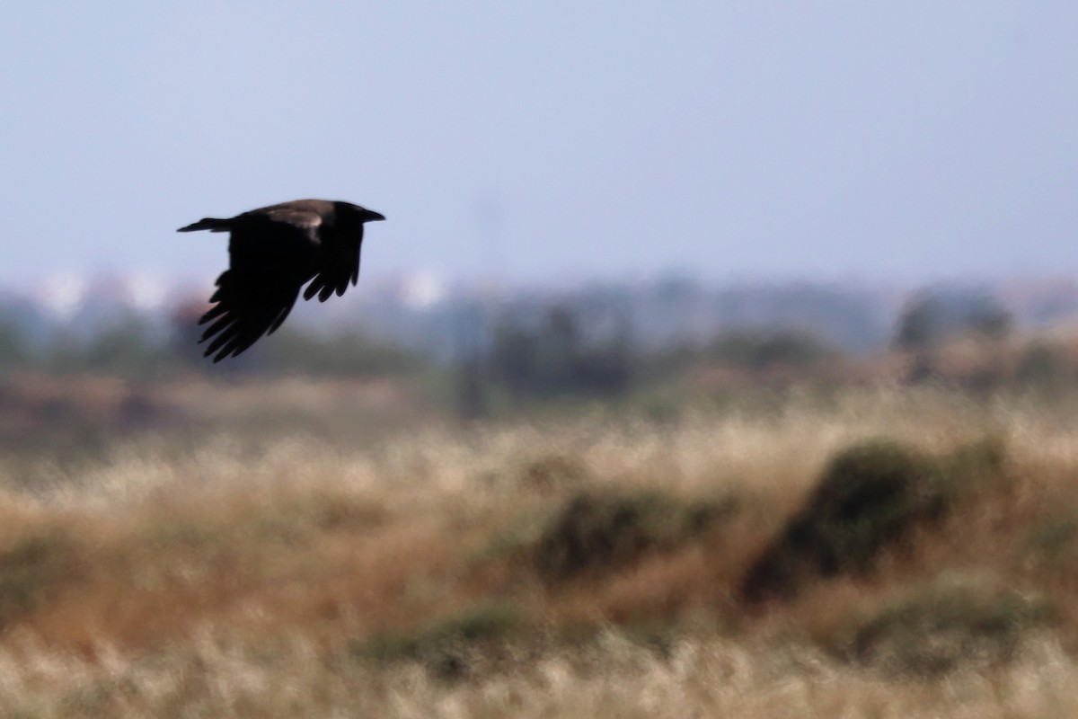 Hooded Crow - ML620439283