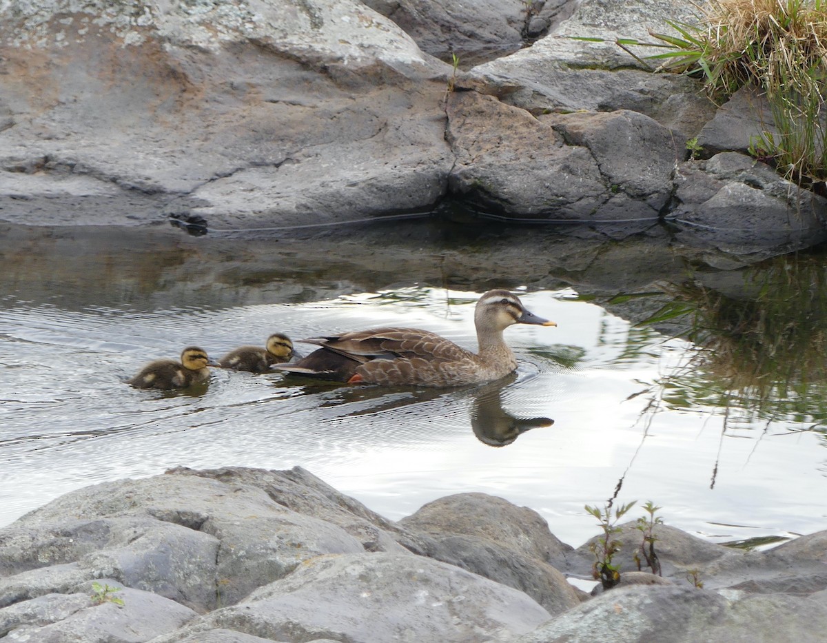 Eastern Spot-billed Duck - ML620439290