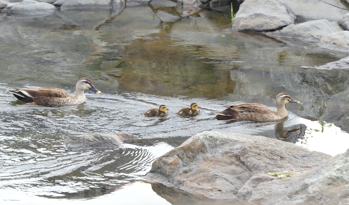 Eastern Spot-billed Duck - ML620439292