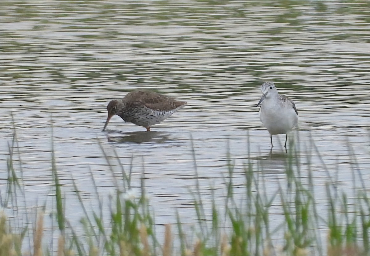 Common Redshank - ML620439293