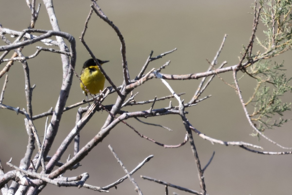 Western Yellow Wagtail - Anonymous