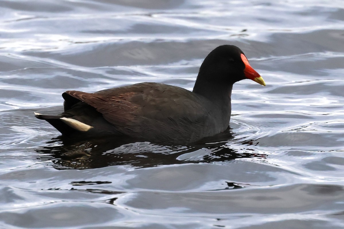 Dusky Moorhen - ML620439296