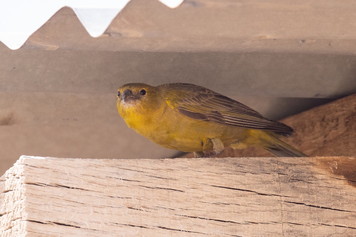 Greenish Yellow-Finch - ML620439297