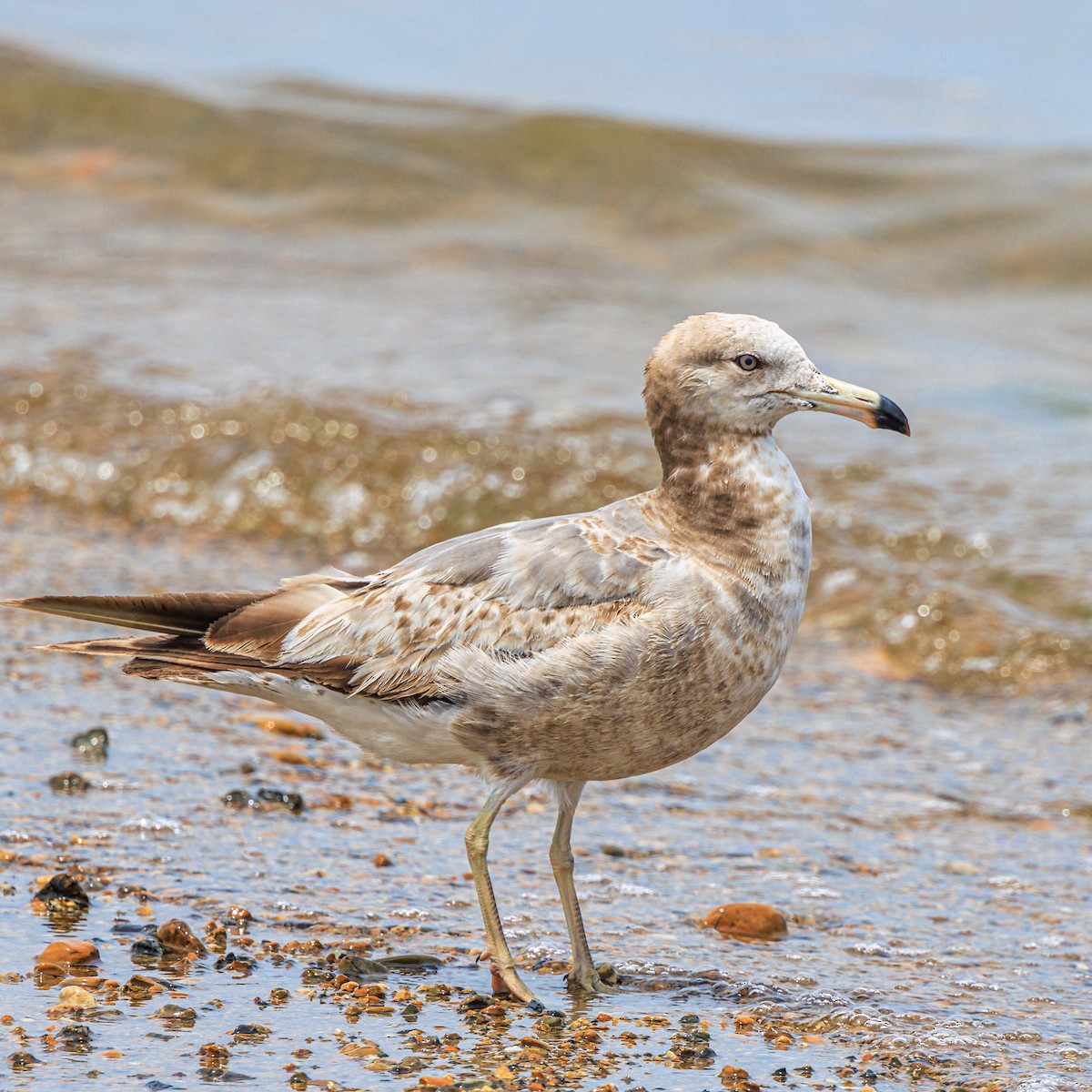 Black-tailed Gull - ML620439299