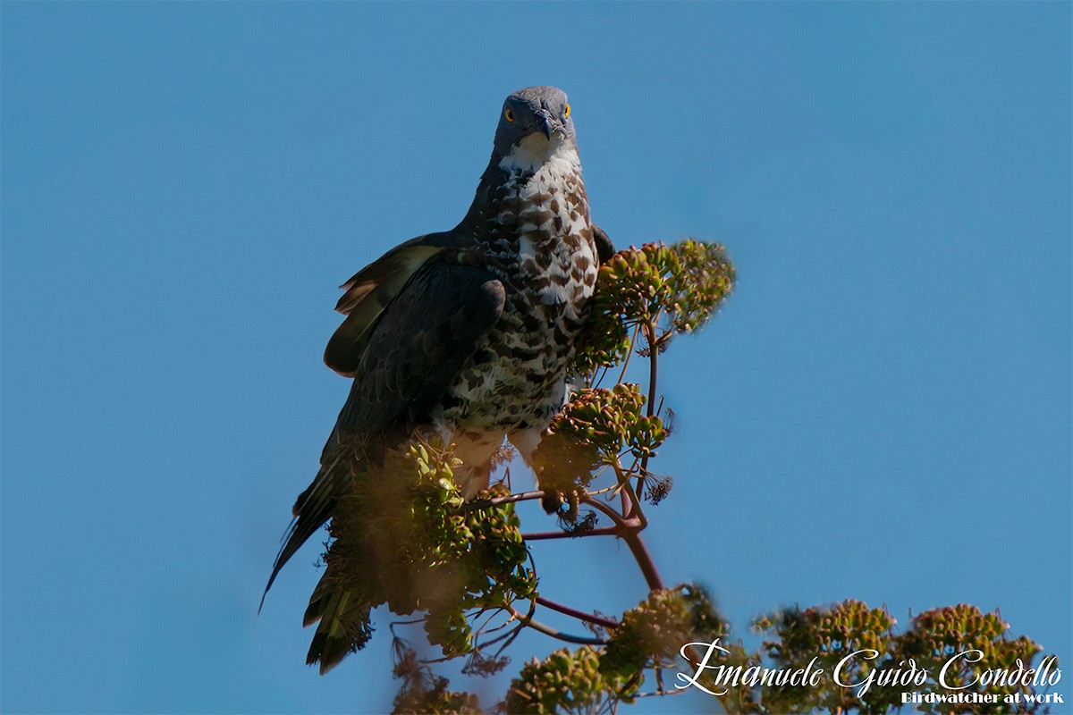 European Honey-buzzard - ML620439300